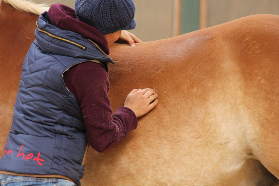 Therapie für Pferd und Mensch